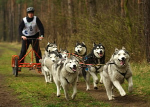 sled dogs-1105335_960_720